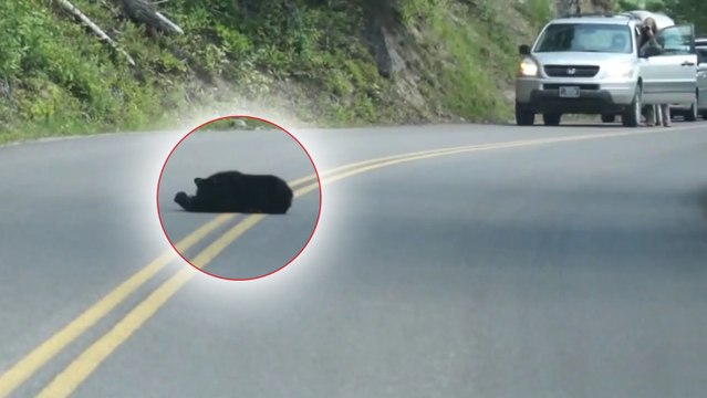 Ils ont vu une grosse masse noire en plein milieu de la route. Puis toutes les voitures se sont arrêtées...