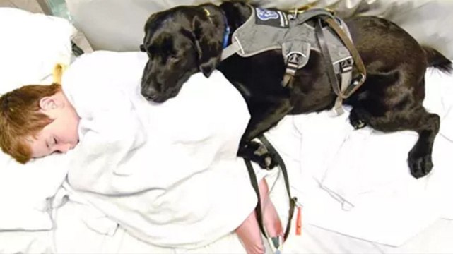 La raison pour laquelle ce chien ne veut pas laisser ce garçon est bouleversante