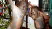 Ces bébés orangs-outans deviennent les meilleurs amis du monde