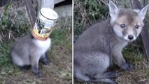 Un bébé renard coincé dans une boîte de conserve sauvé de justesse
