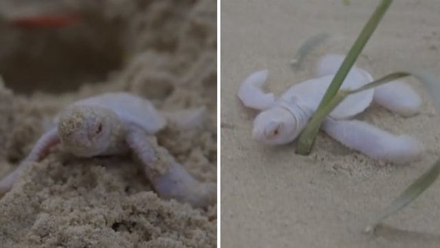 Quand ce bébé tortue à peine né fait ses premiers pas... c'est compliqué