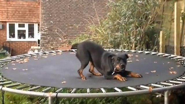 Ce chien s'éclate comme un fou sur son trampoline
