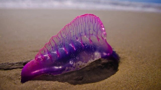 Galère Portugaise : aussi appelée 'vessie de mer', il ne faut jamais la toucher