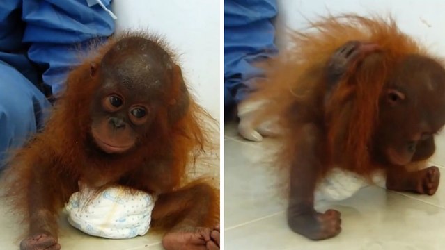 La réaction bouleversante d'un bébé orang-outan abandonné quand des humains l'approchent