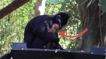 Australie : Un petit singe au pelage roux fascine les internautes depuis sa naissance