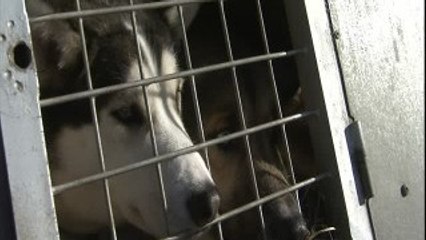 Enchaîné toute sa vie, ce husky se défoule dans l'herbe pour la première fois