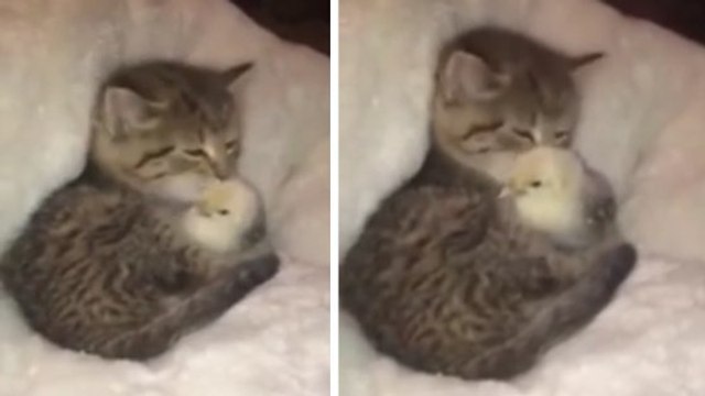 Ce chaton ne peut pas s'empêcher d'embrasser un petit canari