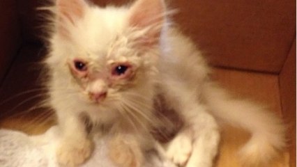Ce chat abandonné était sale et laid mais il a frappé à la bonne porte
