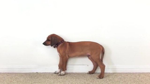 Voici la croissance accélérée d'un chiot à l'âge adulte en moins de 30 secondes