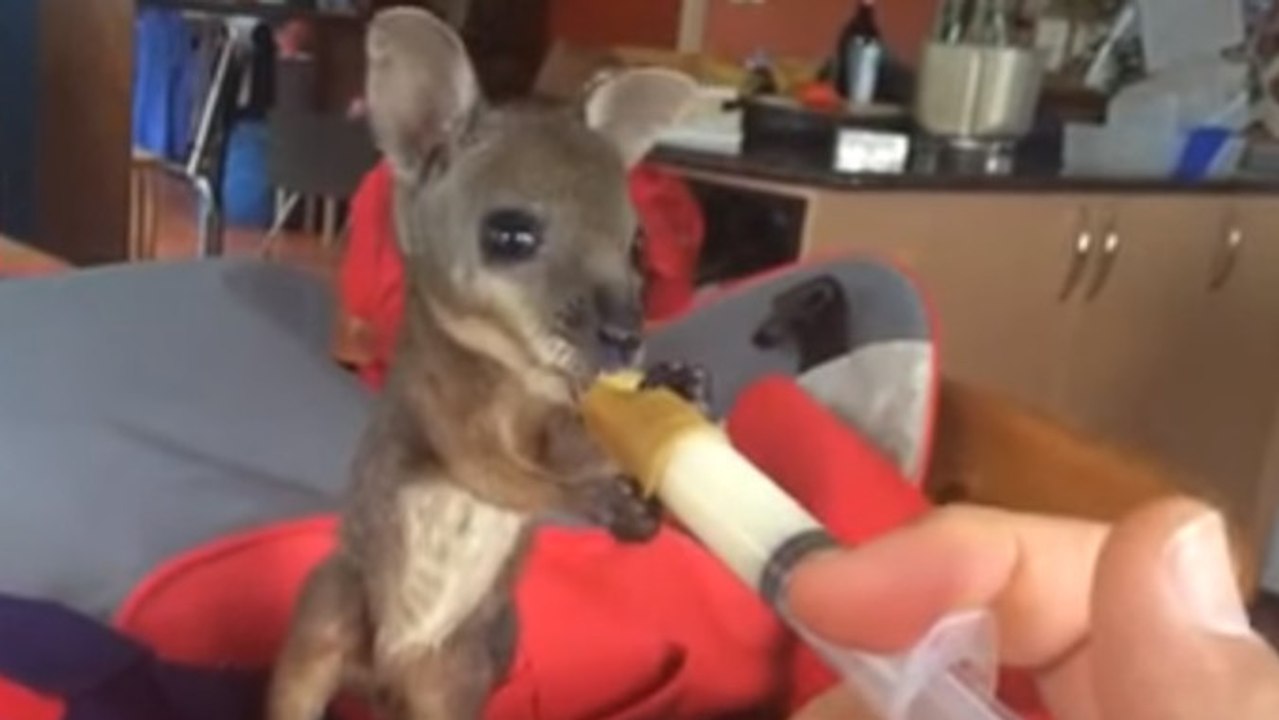 Après avoir été sauvé, un bébé kangourou boit au biberon