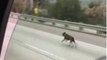 Cette femme courageuse sauve deux chiens affolés en pleine autoroute