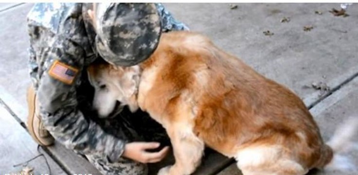 Des retrouvailles émouvantes entre un chien et sa maîtresse