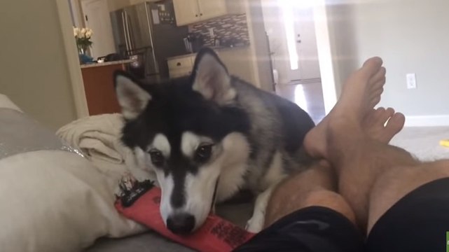 Ce husky joue un joli tour à son maître quand il s'amuse
