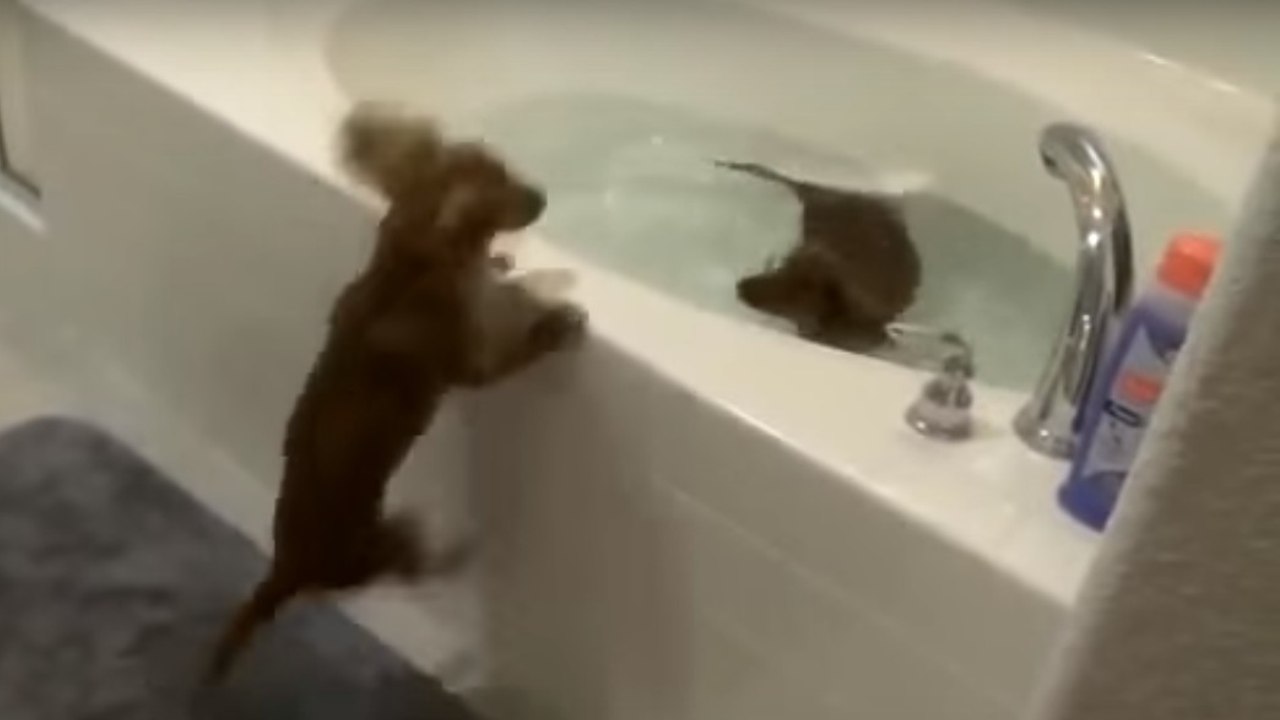 Ces deux chiens font la course pour prendre leur bain