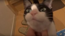 Ce chat est le plus heureux du monde quand il entend son maître rentrer