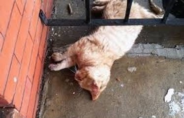 Cet homme trouve un chat congelé sous son porche, et ce qu'il fait lui sauve la vie