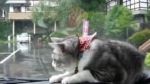 Ce chat se bat contre les essuie-glaces d'une voiture