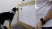 Ce chien arrive à écrire son nom avec de la peinture