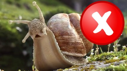 La preuve que les escargots ne sont pas si inoffensifs que ça !