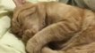 Un chat se tète la patte pour s'endormir