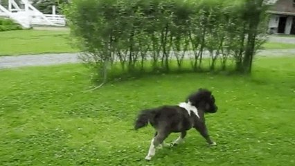 Ce mini cheval adore faire la course
