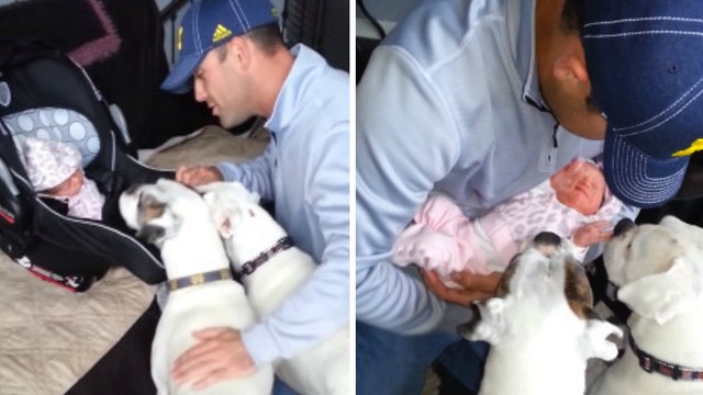 Il présente son nouveau-né à ses deux chiens. Leurs réactions sont magiques