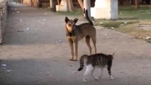 Ce chat courageux protège son ami des chiens qui approchent