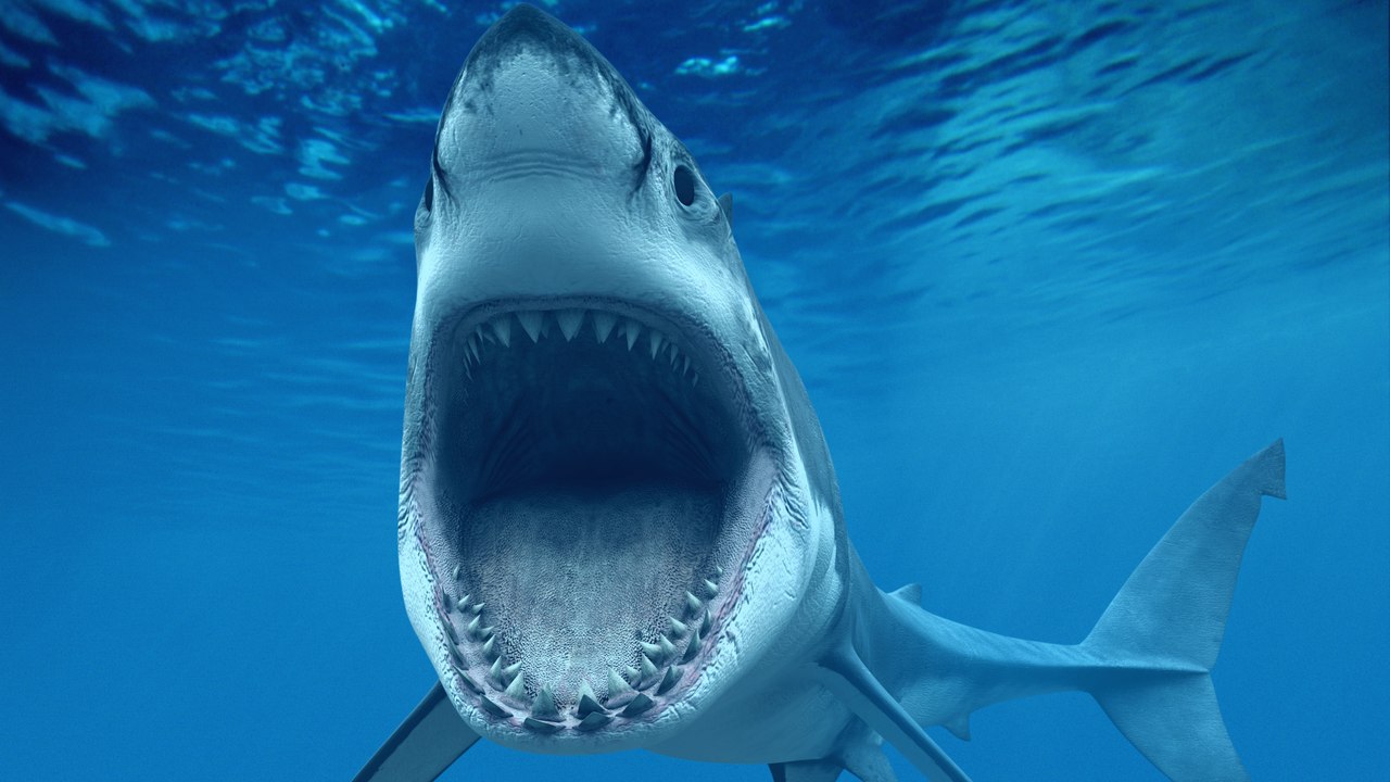 Un requin blanc attaque le bateau de deux Australiens