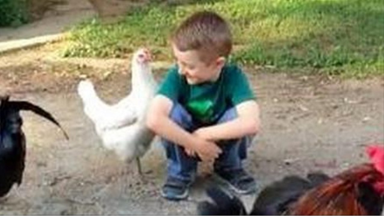 Cette poule court faire un câlin à un petit garçon. Mais les coqs sont jaloux !