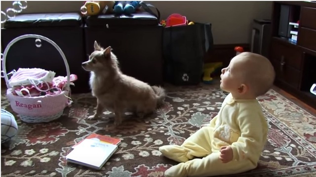 La drôle de réaction d'un chien et d'un bébé devant des bulles de savon