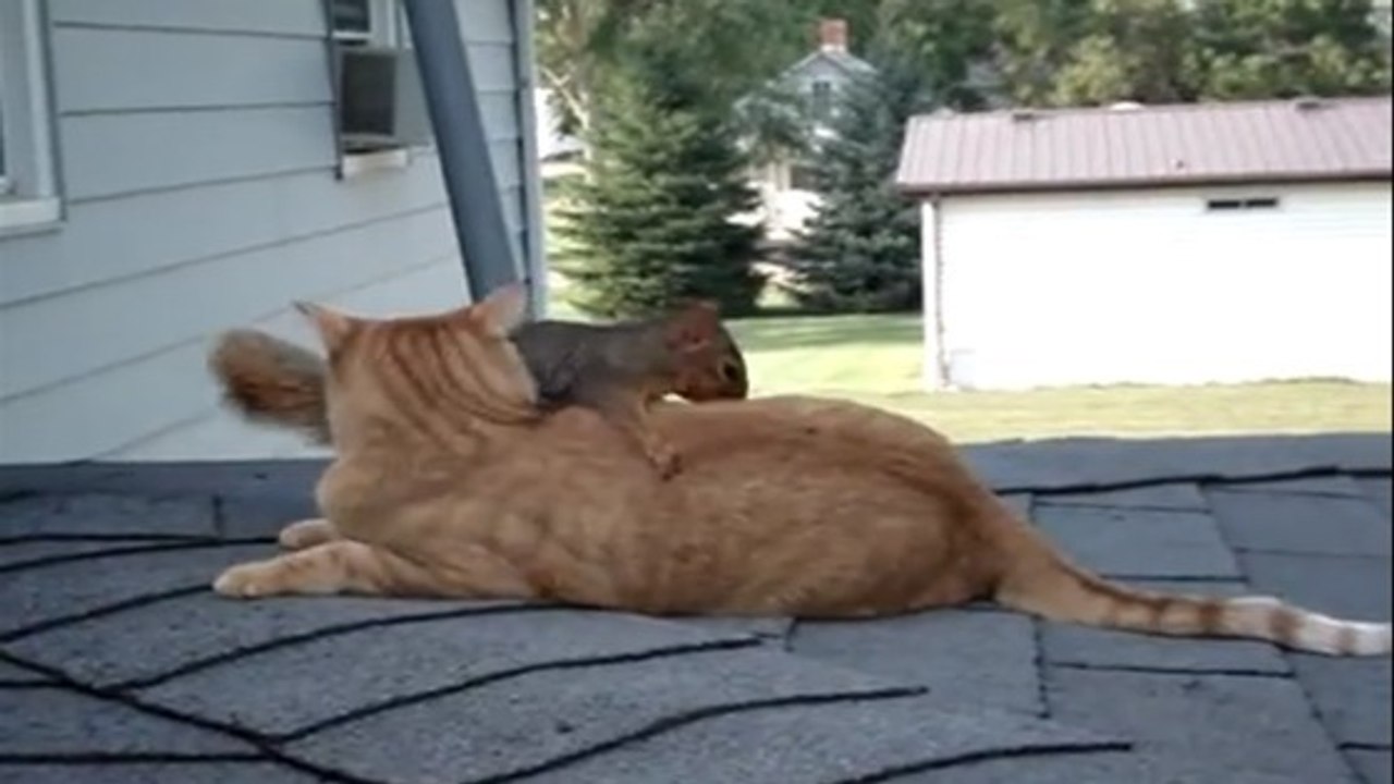 Cet écureuil veut ABSOLUMENT jouer avec le chat de la famille