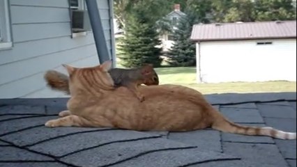 Cet écureuil veut ABSOLUMENT jouer avec le chat de la famille