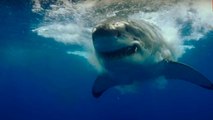 En pleine mer, ils filment un immense requin blanc qui passe à quelques centimètres d'eux