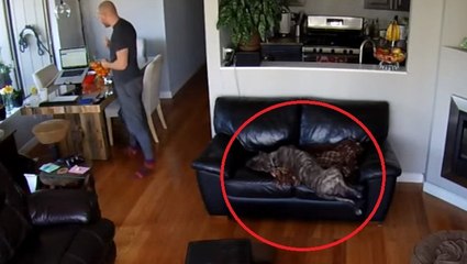 Un chien a une drôle de réaction après être tombé du canapé