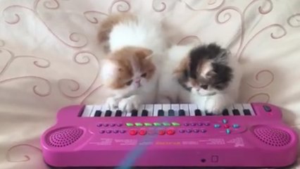 Ces chatons jouent du synthétiseur