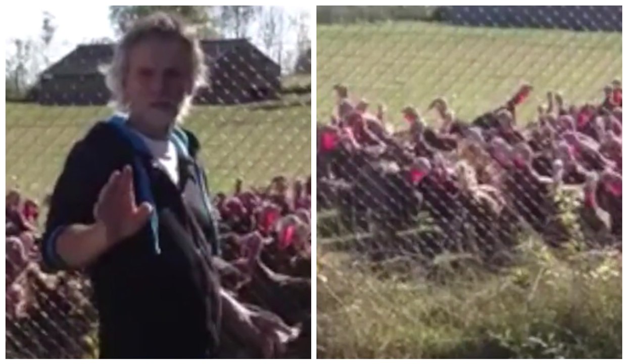 Ces dindes réagissent comme une foule aux exclamations de cet homme !
