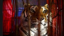 France : bientôt la fin des cirques avec animaux sauvages ?