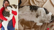 Elvis : le chat le plus lourd du monde pèse 17,5 kg