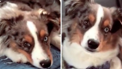 Ce chien dort à l'arrière d'une voiture mais sa réaction quand il entend sa chanson préférée a fait le tour du web