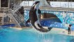 SeaWorld : le parc aquatique annonce la fin de l'élevage des orques en captivité