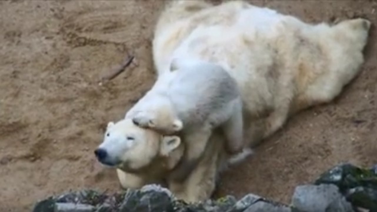 Cet ourson tout mignon essaye à tout prix d'attirer l'attention de sa mère...