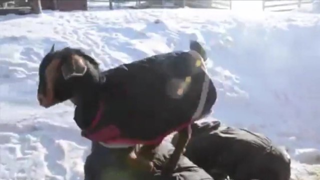 Cette petite chèvre adore jouer à saute-mouton... avec des humains !