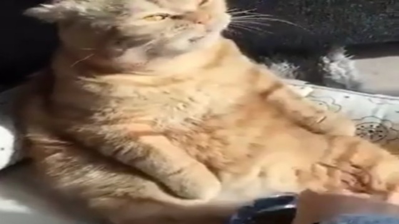 Cet animal n'est pas un chat...  C'est un pacha