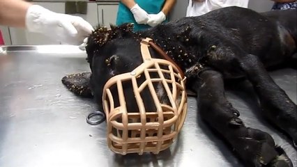Ce pauvre chien recouvert d'un millier de tiques guérit de façon surprenante