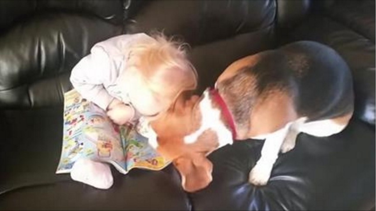 Un moment de tendresse rare entre une petite fille et son chien
