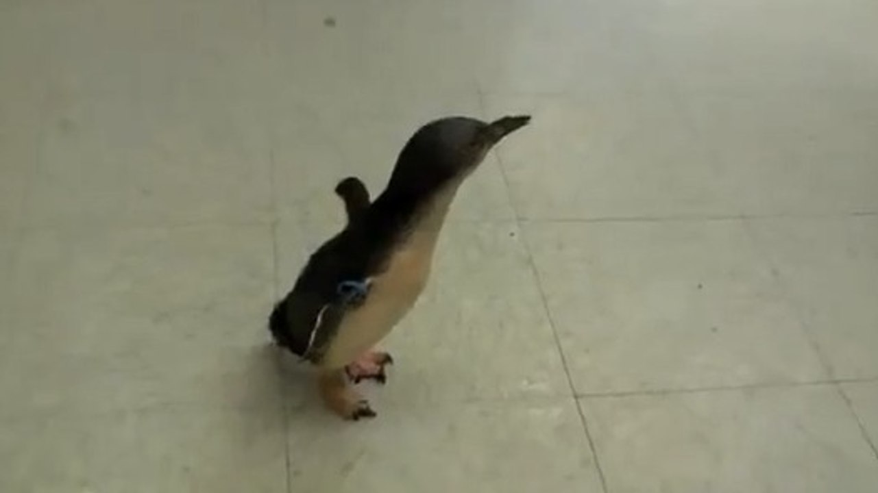 Ce pingouin est très chatouilleux et éclate carrément de rire !