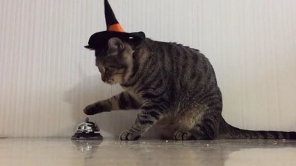 Ce chat sonne pour réclamer son petit-déjeuner