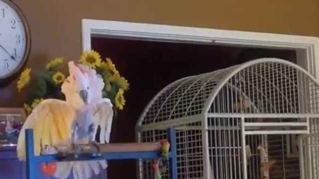 Ce perroquet imite les disputes de couple de ses maîtres