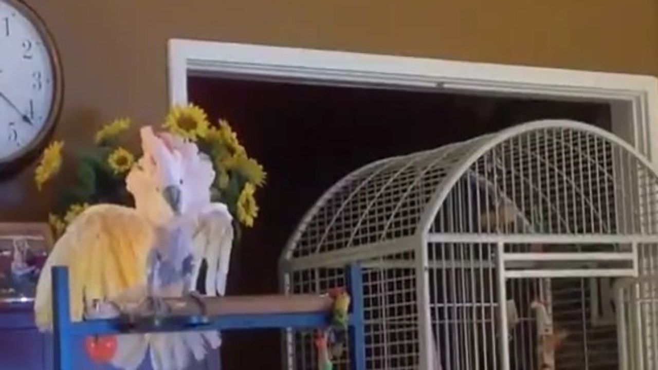 Ce perroquet imite les disputes de couple de ses maîtres