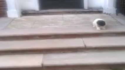 Ce chiot a une drôle de façon de descendre les escaliers